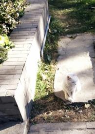 媚清欢免费阅读